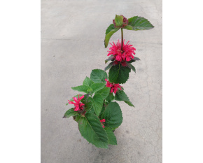 Monarda ‘Bee Happy’