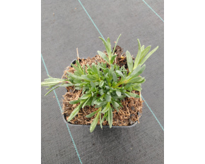 Gypsophila repens