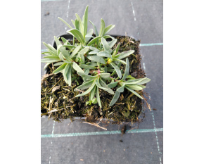 Gypsophila repens