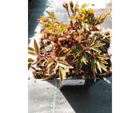 Astilbe ‘Younique Salmon’