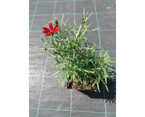 Coreopsis ‘Ladybird’