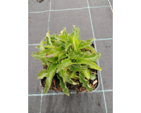 Campanula glomerata ‘Acaulis’
