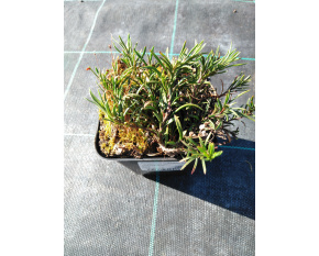 Penstemon crandallii subsp. ‘glabrescens’