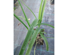 Hemerocallis citrina