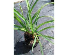 Hemerocallis citrina