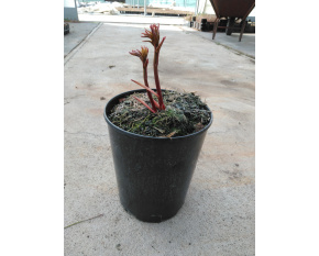 Paeonia lactiflora ‘Duchesse de Nemours’