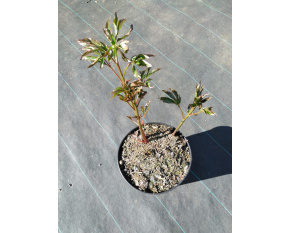 Paeonia lactiflora ‘Duchesse de Nemours’