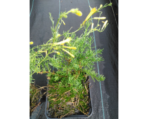 Penstemon pinifolius ‘Mersea Yellow’