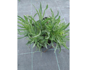 Gypsophila paniculata ‘Bristol Fairy’