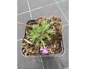 Phlox kelseyi