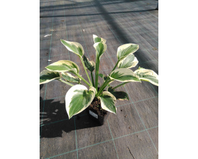 Hosta ‘Brim Cup’