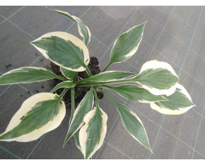Hosta ‘Brim Cup’