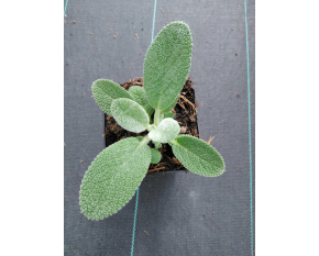Stachys byzantina