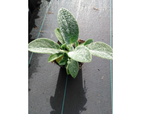 Stachys byzantina