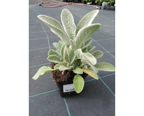 Stachys byzantina