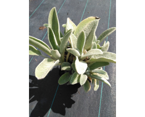 Stachys byzantina