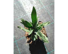 Oenothera missouriensis