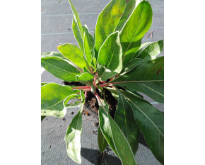 Oenothera missouriensis