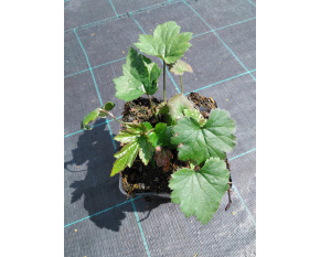 Anemone x hybrida ‘Andrea Atkinson’
