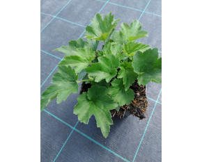 Anemone x hybrida ‘Andrea Atkinson’