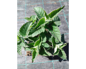 Monarda ‘Bee-Free’