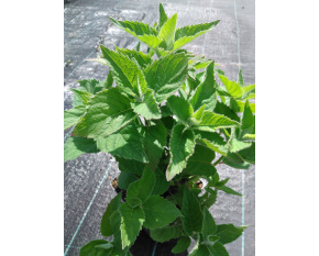 Monarda ‘Bee-Free’