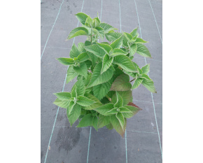 Monarda ‘Bee-Free’
