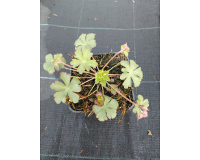 Geranium  x cantabrigiense ‘Karmina’