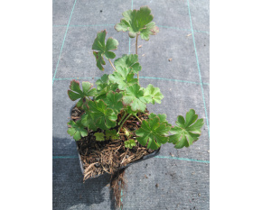 Geranium  x cantabrigiense ‘Karmina’