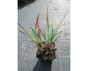 Schizachyrium scoparium ‘Standing Ovation’