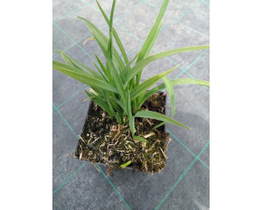 Hemerocallis ‘Stella d'Oro’