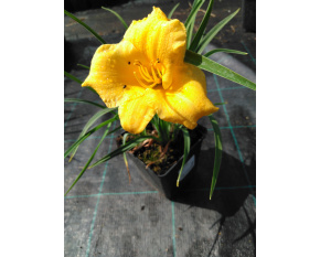 Hemerocallis ‘Stella d'Oro’