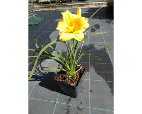 Hemerocallis ‘Stella d'Oro’