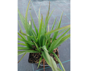 Tradescantia andersoniana ‘Karminglut’