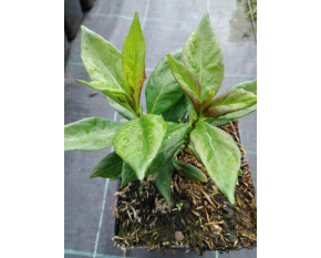Phlox paniculata ‘Orange Perfection’