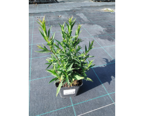 Aster dumosus ‘Kristina’