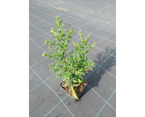 Aster dumosus ‘Kristina’