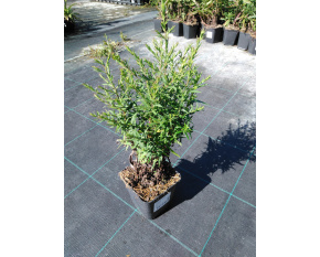 Aster dumosus ‘Kristina’