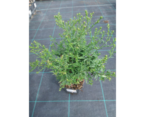 Aster dumosus ‘Kristina’