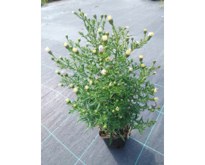 Aster dumosus ‘Kristina’