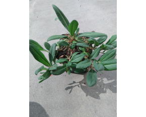 Persicaria affinis ‘Darjeeling Red’