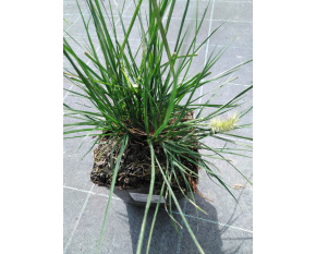Pennisetum alopecuroides ‘Little Bunny’