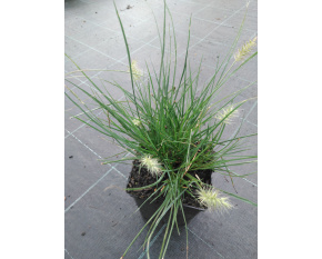 Pennisetum alopecuroides ‘Little Bunny’