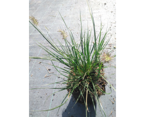 Pennisetum alopecuroides ‘Little Bunny’