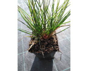 Pennisetum alopecuroides ‘Little Bunny’