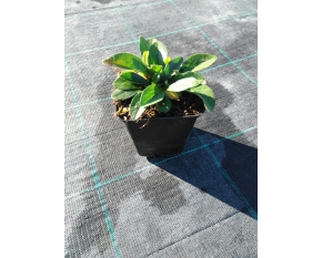 Aster tongolensis ‘Wartburgstern’