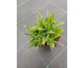 Aster tongolensis ‘Wartburgstern’