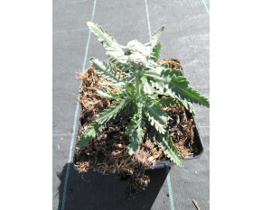 Achillea ‘Moonshine’
