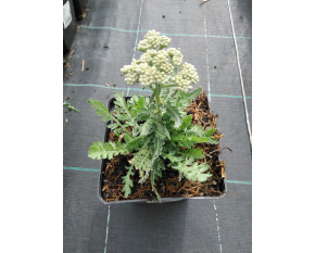 Achillea ‘Moonshine’