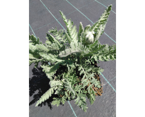 Achillea ‘Moonshine’